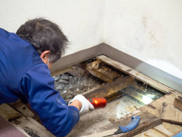 Best Black Mold Removal  in Crete, NE