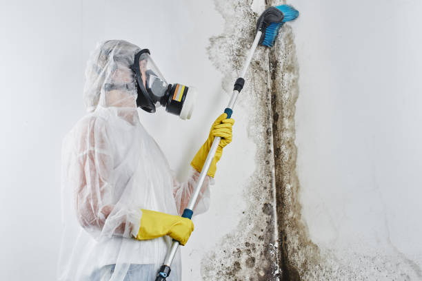 Certified Mold Removal in Crete, NE