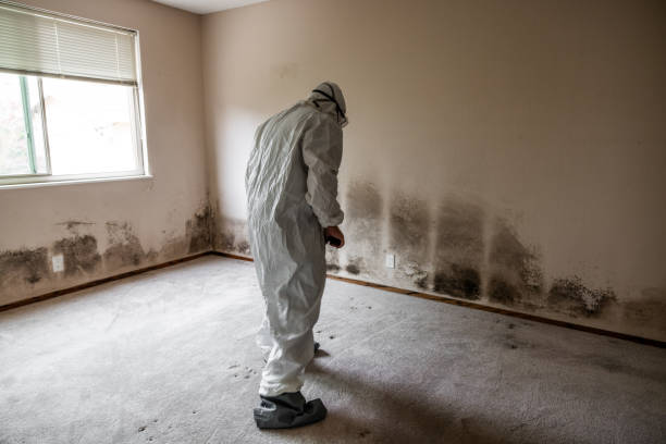 Mold Removal and Inspection in Crete, NE